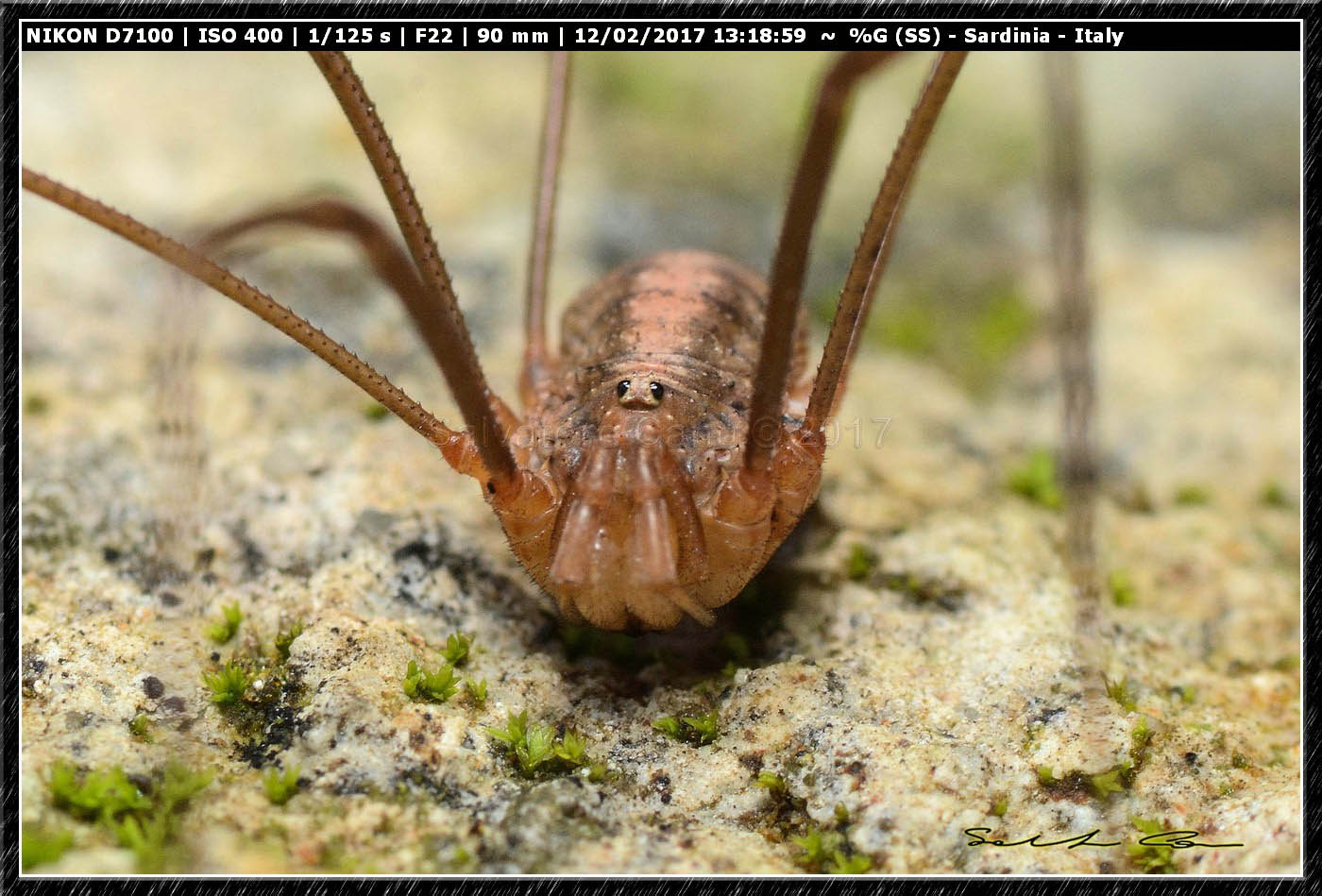 Opilio canestrinii ♂ (Thorell, 1876) Phalangiidae